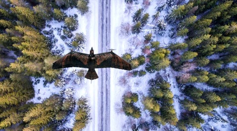 Empresa holandesa apresenta drone de vigilância em forma de águia (vídeo)