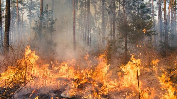 Drones podem ser utilizados para conter focos de incêndios