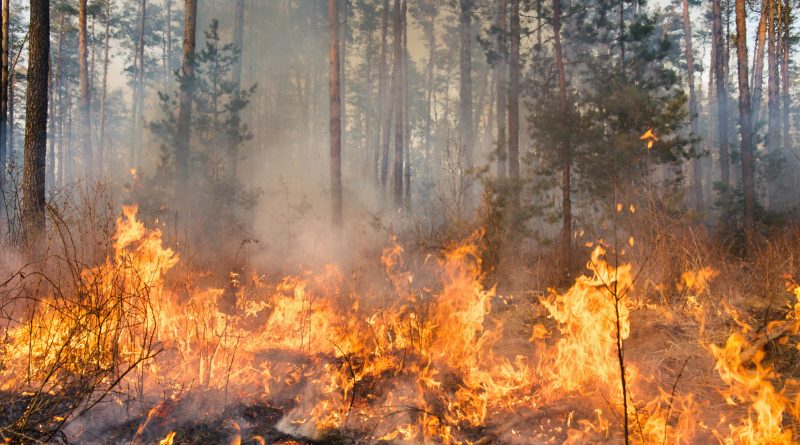 Drones podem ser utilizados para conter focos de incêndios